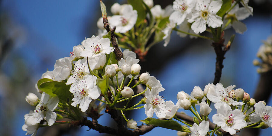 Weiße Blüten von einem Baum.