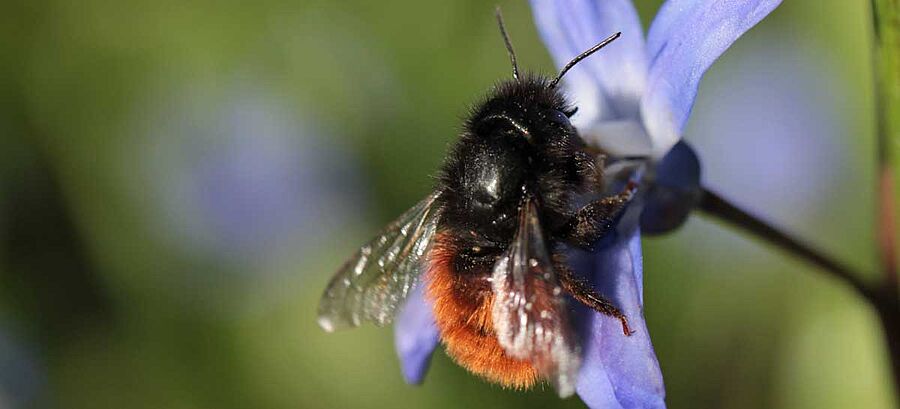 Mauerbiene an einer Blüte
