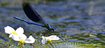 Gebänderte Prachtlibelle am Gewöhnlichen Wasserhahnenfuss