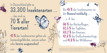 In Deutschland gibt es 33.300 Insektenarten…das sind circa 70 Prozent aller Tierarten! 42 Prozent der Insektenarten gelten als bestandsgefährdet, extrem selten oder bereits ausgestorben! Bei 45 Prozent der Insektenarten ist der Bestand rückläufig…zum Beispiel bei 96 Prozent der Köcherfliegen, 62,5 Prozent der Tagfalter, 60,2 Prozent der Ameisen, 42,6 Prozent der Großschmetterlinge und 41,8 Prozent der Wildbienen. Weitere Informationen siehe Bildunterschrift