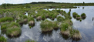 Moorlandschaft