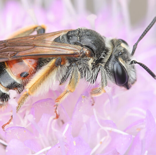 Sandbiene auf rosa Blüte