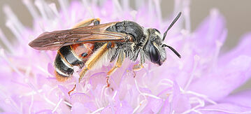 Sandbiene auf rosa Blüte