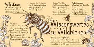 Wildbienen stellen keinen Honig her, bestäuben aber oft viel effizienter als Honigbienen. Wildbienen sind ungefährlich. Sie stechen nur bei unmittelbarer Bedrohung – und ihr Stachel ist in vielen Fällen zu klein, um unsere Haut zu durchdringen. Die meisten Wildbienen-Arten bilden keine Staaten, sondern leben einzeln (solitär) – zum Beispiel in sandigen Böden, morschem Holz, Pflanzenstängeln oder sogar leeren Schneckenhäusern. Die bekanntesten Wildbienen sind Hummeln. Zu den rund 560 Wildbienen-Arten in Deutschland zählen auch rund 40 Hummel-Arten. Bevor die Honigbiene vom Menschen als Nutztier gezüchtet wurde, war auch sie eine von vielen Wildbienen-Arten.Fast ein Viertel der Wildbienen-Arten bauen keine eigenen Nester, sondern schmuggeln ihre Eier in die Brutzellen anderer Bienenarten.. Weitere Informationen siehe Bildunterschrift