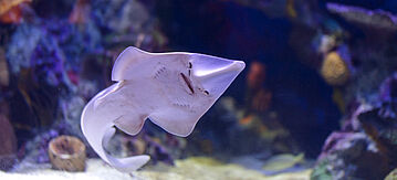 Gitarrenrochen im Meer