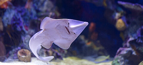 Gitarrenrochen im Meer