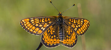 Goldener Scheckenfalter sitzt auf einer Blüte.