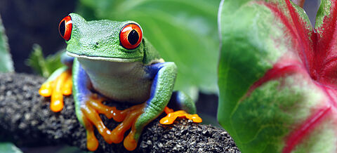 Rotaugenbaumfrosch