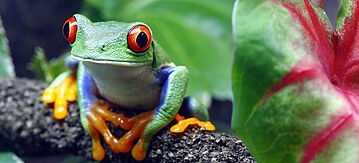 Rotaugenbaumfrosch