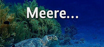 Schildkröte am Meeresgrund