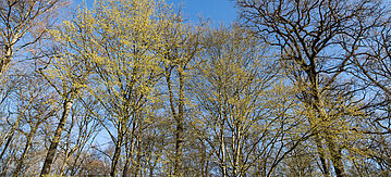 Erstes zartes Grün im Wald (von Hainbuchen, Carpinus betulus), rechts eine Eiche
