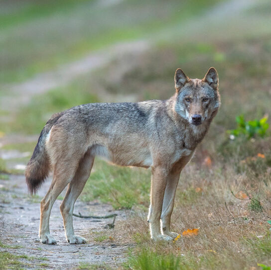 Wolf in freier Wildbahn