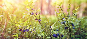 Beeren im Wald