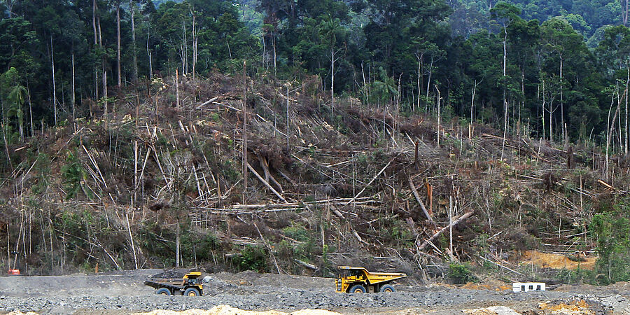 Rodung im Regenwald