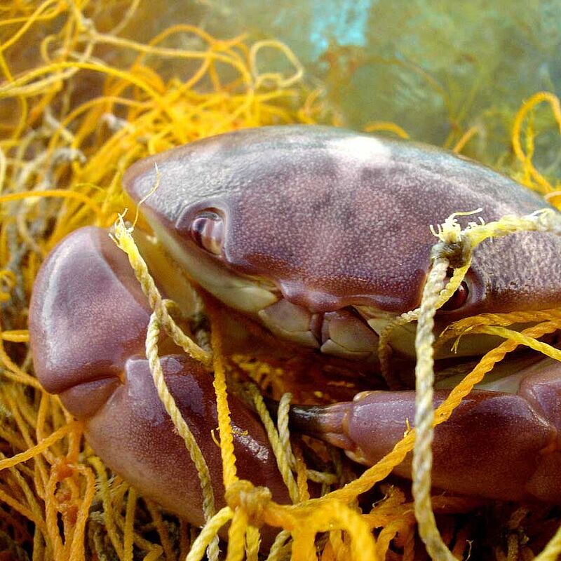 Krabbe in Fischernetz verfangen