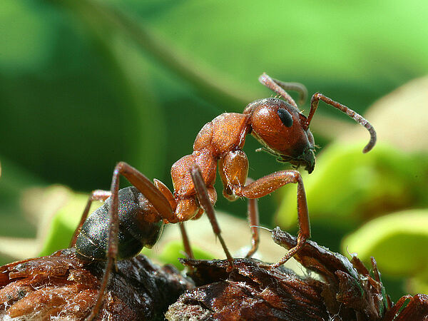 Eine Waldameise im Wald