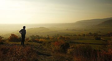 Eine Person blickt über die Weinberge.