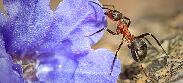 Rote Waldameise an lila Blüte