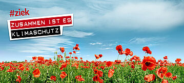 Ein Mohnfeld mit dem Logo der Klimaschutzkampagne #ziek Zusammen ist es Klimaschutz
