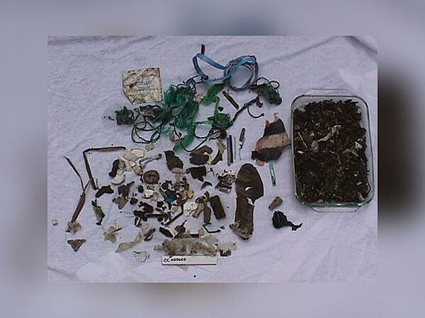 Das Foto zeigt den Mageninhalt einer toten Meeresschildkröte. Es befand sich viel Plastik in ihrem Magen. 