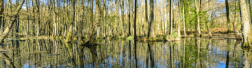 Wald-Sumpflandschaft Schorfheide