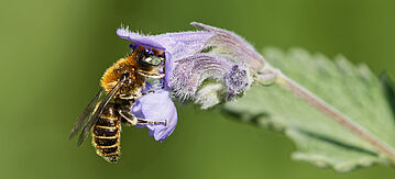 Biene in einer violetten Blüte