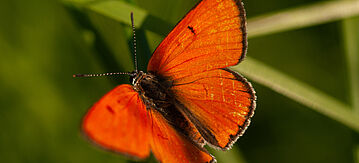 Großer Feuerfalter in orange