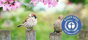 Zwei Spatzen sitzen auf dem Gartenzaun