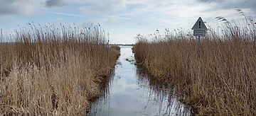 Blick ins Moor