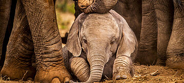 Trauriger Babyelefant