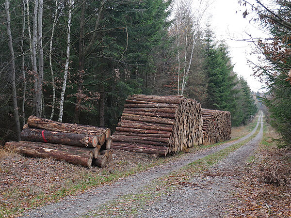 Gestapeltes Holz am Waldrand
