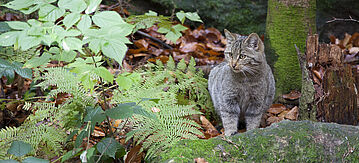 Wildkatze im Wald