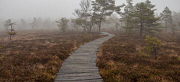 Lebendes Hochmoor