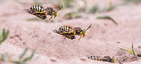 Bienen im Anflug