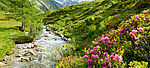 Wildbach im frühlingshaften Hochgebirge mit Alpenrosen im Vordergrund
