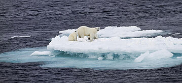 Eisbärfamilie auf einer Eisscholle