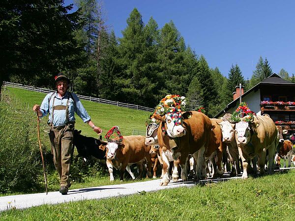 Almabtrieb von geschmücktem Fleckvieh
