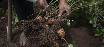 Hand die Kartoffeln in Peru erntet