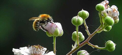Wildbiene auf einer Brombeerblüte