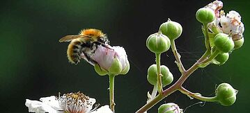 Wildbiene auf einer Brombeerblüte