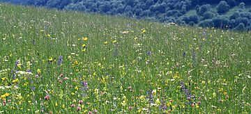Magere Flachland-Mähwiese
