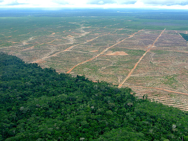 Eine abgeholzte Fläche im Regenwald