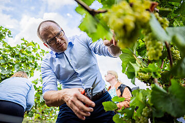 Bundesumweltminister Schneider ernetet Weintrauben.. Weitere Informationen siehe Bildunterschrift