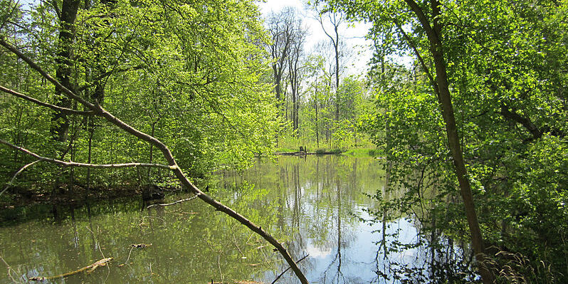 Ein Auenwald in der Nähe Leipzigs