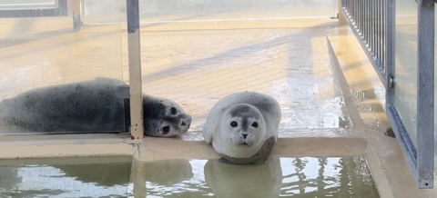 Seehunde