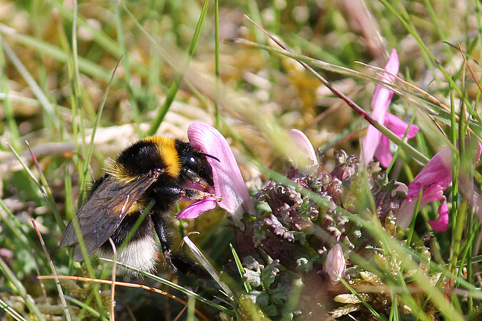 Eine Hummel sitzt auf einer Blüte.