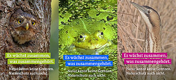 Natur kennt keine Grenzen, Naturschutz auch nicht: Sperlingskauz, Teichfrosch und Rohrdommel. Weitere Informationen siehe Bildunterschrift