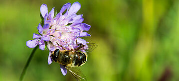 Biene bestäubt eine Tauben-Skabiose