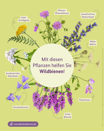 Mit diesen Pflanzen helfen Sie Wildbienen! Gold-Schafgarbe, Wiesen-Witwenblume, Gewöhnlicher Natternkopf, Wilde Möhre, Platterbsen, Echte Betonie, Glockenblumen, Ausdauerndes Silberblatt. Weitere Informationen siehe Bildunterschrift