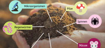 Handvoll Erde und Icons von Tieren, die in ihr leben: Mikroorganismen, Pilze, Spinnen, Mäuse, Regenwürmer